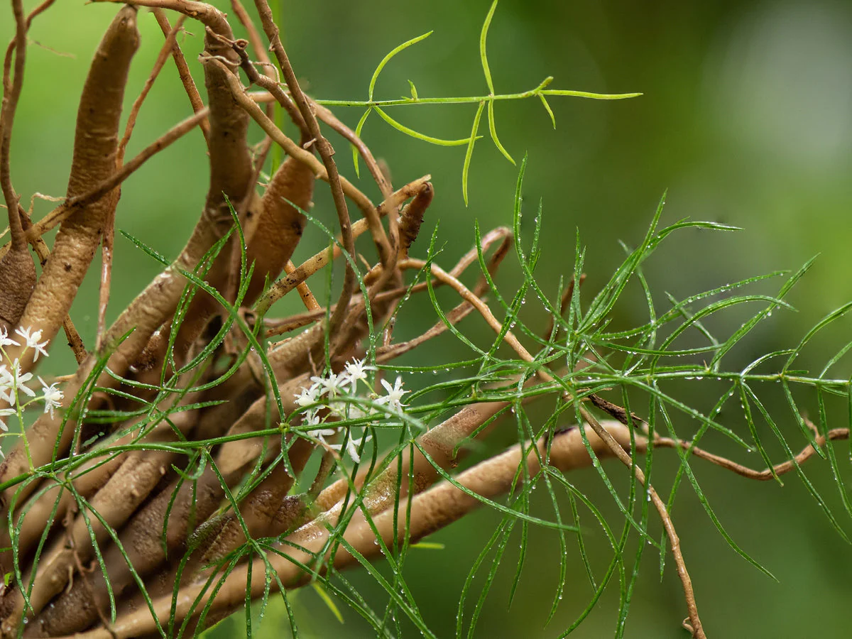 Shatavari (Asparagus racemosus Willd) root extract for postpartum lactation